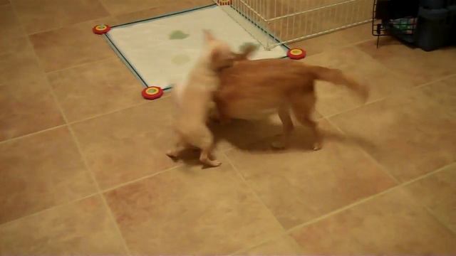 Neon-Merlin pups at almost 3 months of age смотреть онлайн