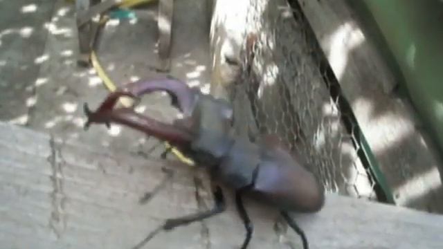 Жучара ползет на фотосессию смотреть онлайн