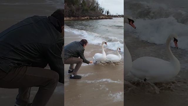 Дикие лебеди на Черном Море едят с рук 3. Wild swans on Black Sea eat from hand 3 смотреть онлайн
