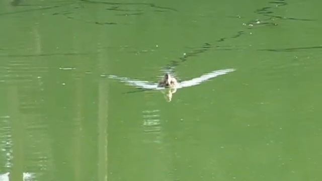 Вальс уток avi смотреть онлайн