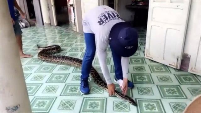 Bucket List: Hold A Python & Face My Fear (Saigon, Vietnam) смотреть онлайн
