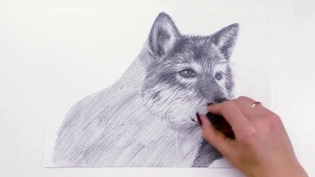 Как реалистично нарисовать волка? ❘ Рисуем хищника карандашом смотреть онлайн