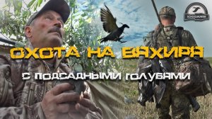 ?|Охота на вяхиря с подсадными| Живой формат|