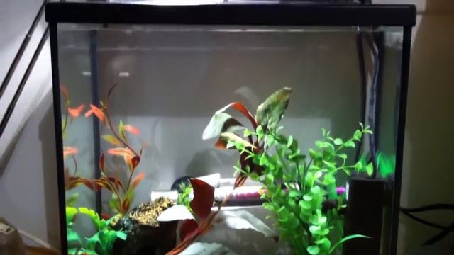 My new red Half-Moon betta смотреть онлайн