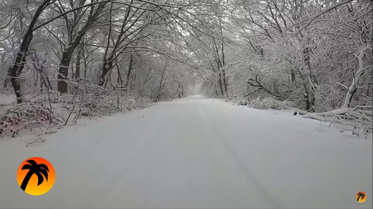 Winter Forest and Beautiful Singing of Forest Birds смотреть онлайн