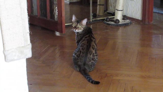 Голос осип. =) смотреть онлайн