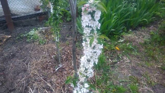 Колоновидные яблони сорта.Янтарное,московское,рубиновое ожерелье и Валюта смотреть онлайн