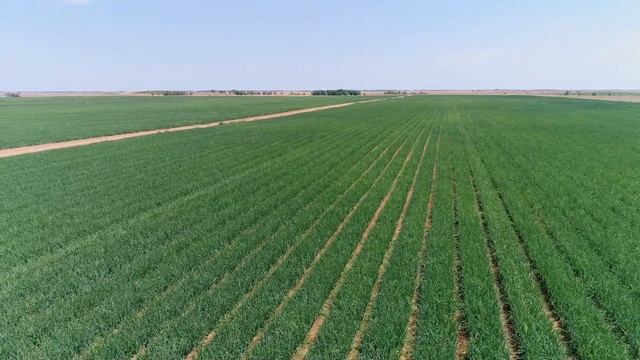 Защита лука в период вегетации смотреть онлайн