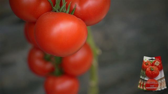 Урожайный крупноплодный томат для открытого грунта и теплиц. смотреть онлайн