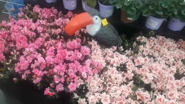 ?ГИПЕРМАРКЕТ "САРАЙ", УЛЬЯНОВСК: КЛАССНЫЕ ШТУКИ ДЛЯ ДОМА И ДАЧИ смотреть онлайн