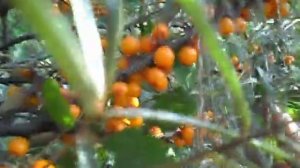 Новый оригинальный способ сбора облепихи.