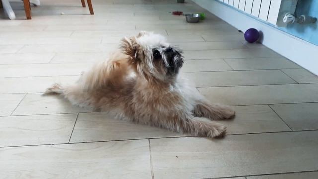 Метис шпица и йорка Ириска