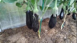 Баклажаны собираю вёдрами в открытом грунте. Как выращивать баклажаны.