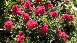 Цветение розы Alberich. 29.08.18