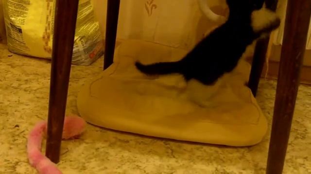 Отдам котенка в хорошие руки (Москва, Королев, Мытищи) смотреть онлайн