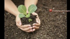 КАРТОФЕЛЬНЫЕ ОЧИСТКИ,КАК УДОБРЕНИЕ-ДЛЯ КАКИХ РАСТЕНИЙ МОЖНО ИСПОЛЬЗОВАТЬ?ЗАГОТАВЛИВАЕМ НА ВЕСНУ