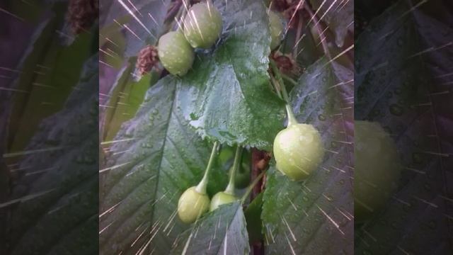 Как красиво фотографировать цветы?Мои фрагменты. смотреть онлайн