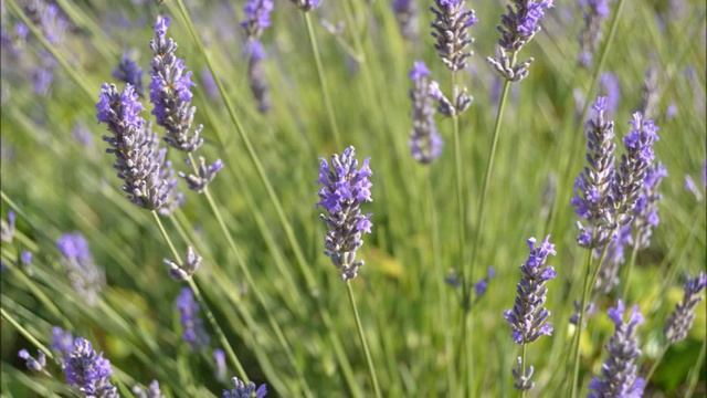 Salvador Boix B42, Espígol ver, Lavandula angustifolia