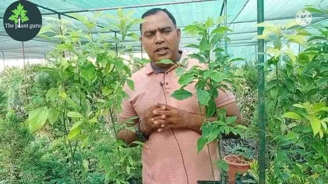कपूर के पौधे को घर में कैसे लगाऐ || Cinnamomum camphora grow at home || camphor plant care tips || смотреть онлайн