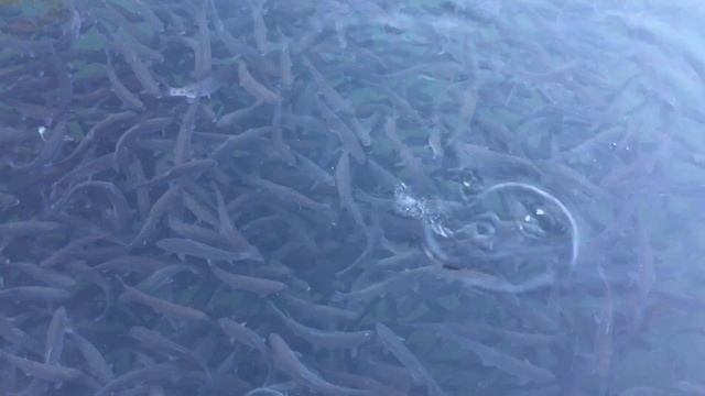 выращивание Форели в пруду , садковое выращивание. смотреть онлайн