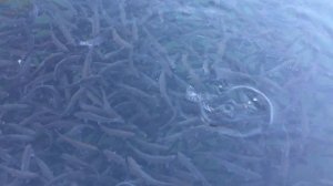 выращивание Форели в пруду  , садковое выращивание.