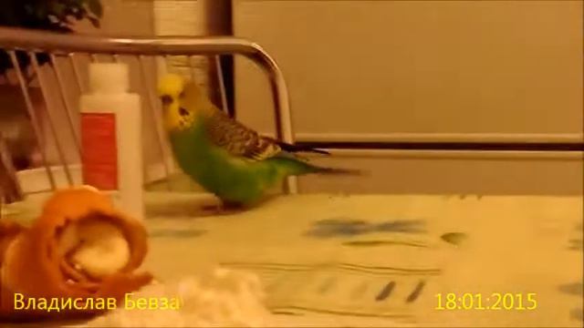 Попугай Кеша сходит с ума (ЖЖот) СМОТРЕТЬ ВСЕМ!!! НАСТРОЕНИЕ ГАРАНТИРЫВАнНО!! смотреть онлайн