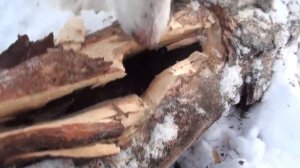 Воспитание щенка лайки. Махтал. часть-2.mp4