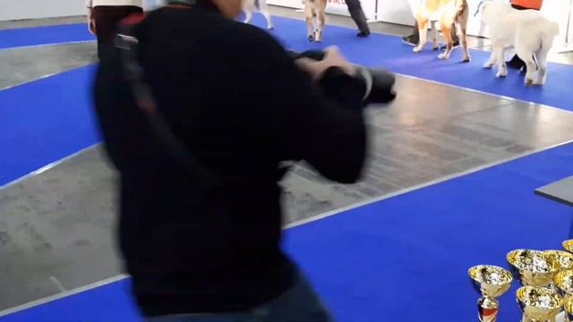 Алабай юный чемпион Украины Имир смотреть онлайн