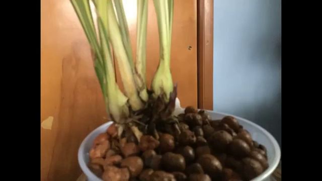 Variegated  Cymbidium Ensifolium Fu Long