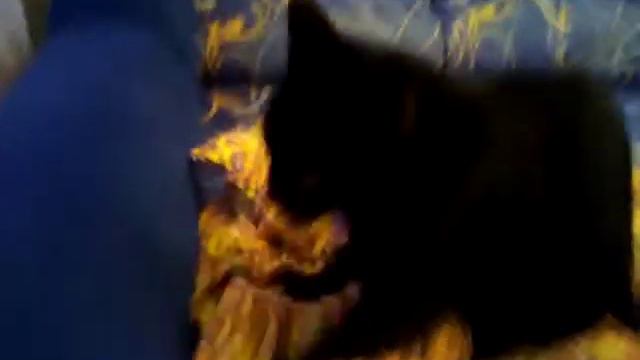 кот тестомес