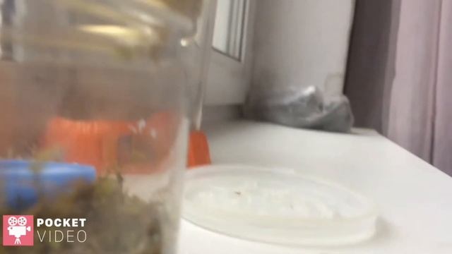 Как ухаживать за улиткой