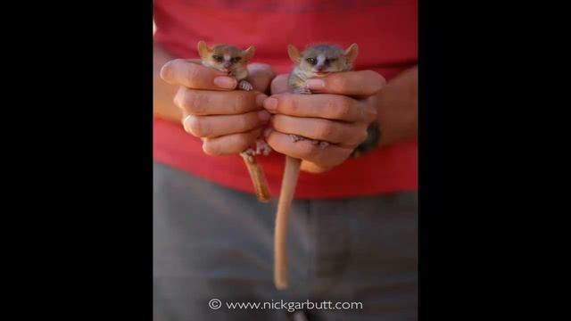 МЫШИНЫЙ ЛЕМУР часть 3 смотреть онлайн