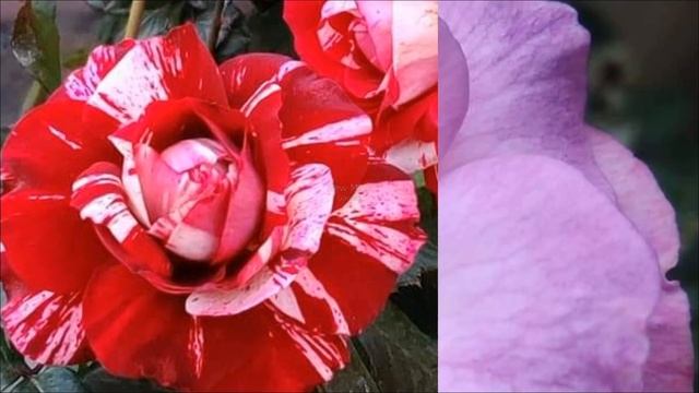 10 Very Beautiful Rose Varieties With Names Or IDs смотреть онлайн