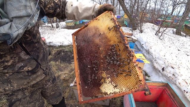 МАССОВЫЙ БУРНЫЙ ОБЛЁТ ПЧЁЛ, ПЕРЕСЕЛЕНИЕ ПЧЁЛ ИЗ ЛОВУШЕК В УЛЬИ. смотреть онлайн