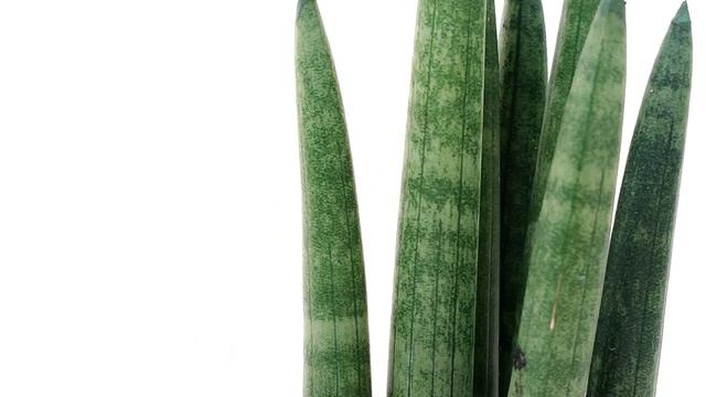 Sansevieria cylindrica смотреть онлайн