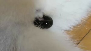 ЛЕЧЕНИЕ ПИЯВКАМИ: КАК ПОСТАВИТЬ ПИЯВКУ КОШКЕ В ДОМАШНИХ УСЛОВИЯХ