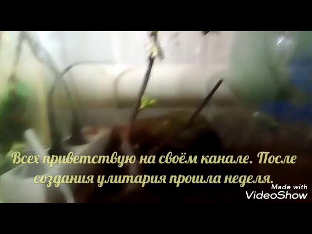 Улитки Ахатины. Спустя 7 дней. смотреть онлайн