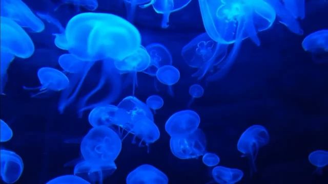 Как Благодарность влияет на Вашу жизнь.. СИЛА БЛАГОДАРНОСТИ. смотреть онлайн