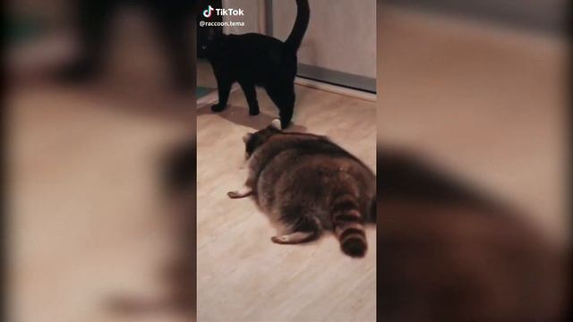 Funny Animals #5 / Смешные животные #5 смотреть онлайн