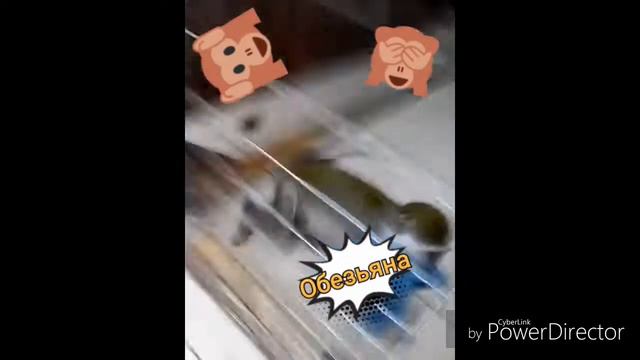 Похот в контактный зоопарк Напали обезьяны😃😃 смотреть онлайн