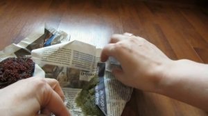 Куда девать подросших ампулярий? Отнесли на рынок - что из этого вышло.