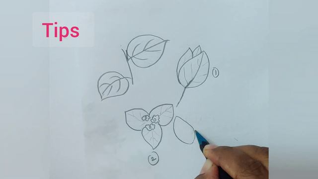 Bougainvillea drawing easy#Climber plant drawing for EVS, Paper flowers plant drawing ,बोगेनविलिया смотреть онлайн