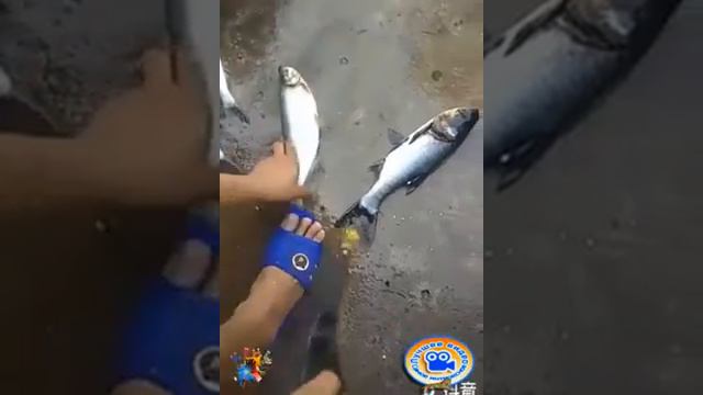 Когда ты ленивый но умный человек смотреть онлайн