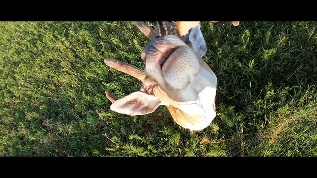 Лани. Кормление ланей из рук. Ручные лани смотреть онлайн