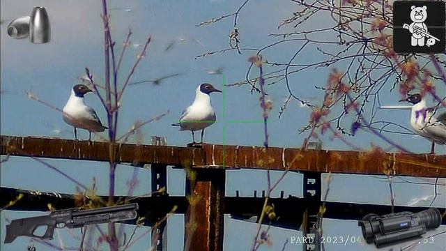 Crow hunting-Охота на МНОЖЕСТВО Чаек!!! смотреть онлайн