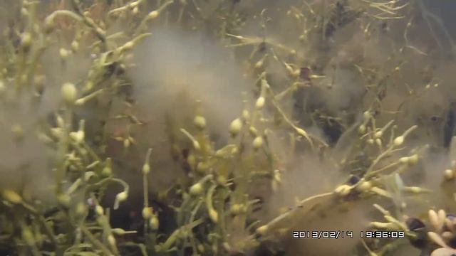 Дорога на мыс Толстик. Морские звезды.Карелия. июль 2015. смотреть онлайн