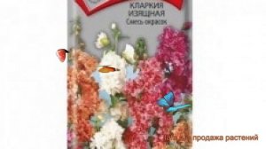 Кларкию изящная Смесь окрасок (smes okrasok) ? обзор: как сажать, семена кларкии Смесь окрасок