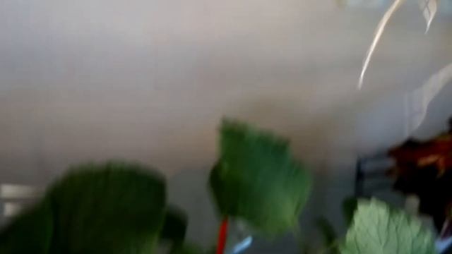 Плектрантус. Зарисовка о растении смотреть онлайн