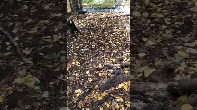 притравка лаек на барсука смотреть онлайн