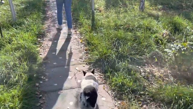 Грибное место не уходя из дома ? смотреть онлайн